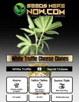 BHC - White Truffle Cheese Clones