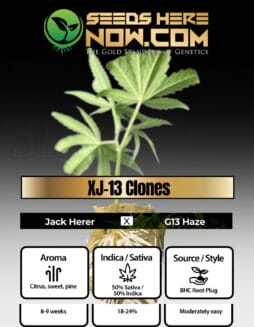 BHC - XJ-13 Clones