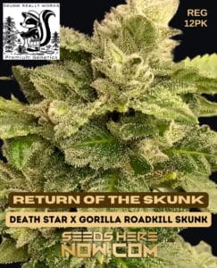 Return of the skunk (regular) - skunk really works