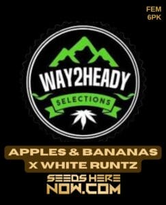Apples & Bananas X White Runtz (feminized) - Way2heady Selections