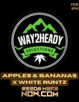 Way2heady Selections - Apples & Bananas x White Runtz {FEM} [6pk]Way2heady Selections - Apples & Bananas x White Runtz {FEM} [6pk]