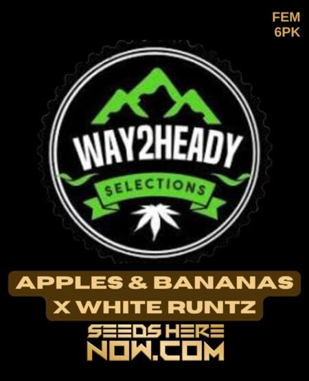 Apples & bananas x white runtz (feminized) - way2heady selections