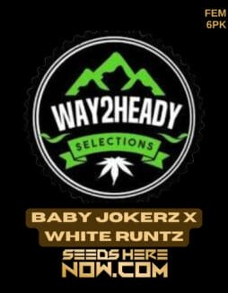 Way2heady Selections - Baby Jokerz x White Runtz {FEM} [6pk]Way2heady Selections - Baby Jokerz X White Runtz {fem} [6pk]