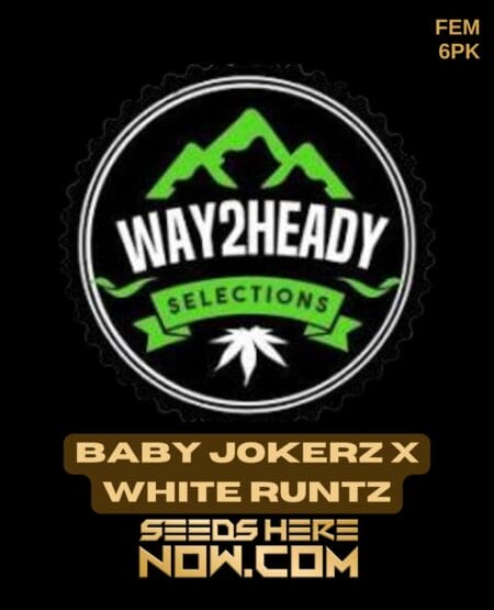 Way2heady Selections - Baby Jokerz X White Runtz {fem} [6pk]