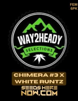 Way2heady Selections - Chimera #3 x White Runtz {FEM} [6pk]Way2heady Selections - Chimera #3 x White Runtz {FEM} [6pk]