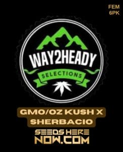 Gmo/oz Kush X Sherbacio (feminized) - Way2heady Selections