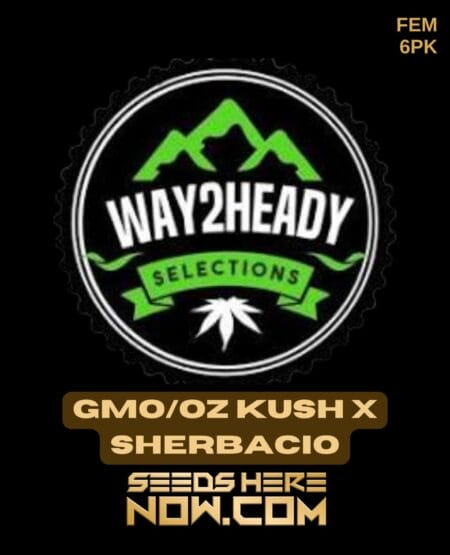 Way2heady Selections - Gmo/oz Kush X Sherbacio {fem} [6pk]