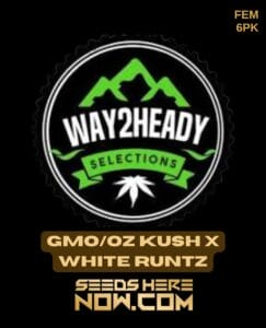 GMO/OZ Kush x White Runtz (Feminized) - Way2heady Selections