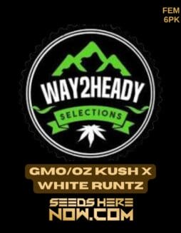 Way2heady Selections - GMO/OZ Kush x White Runtz {FEM} [6pk]Way2heady Selections - Gmo/oz Kush X White Runtz {fem} [6pk]