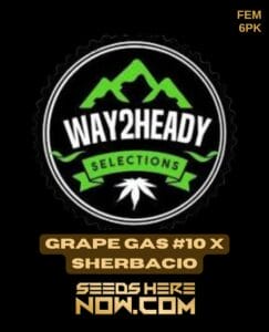 Grape Gas #10 X Sherbacio (feminized) - Way2heady Selections
