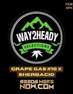 Way2heady Selections - Grape Gas #10 x Sherbacio {FEM} [6pk]Way2heady Selections - Grape Gas #10 x Sherbacio {FEM} [6pk]