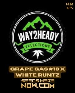 Grape Gas #10 X White Runtz (feminized) - Way2heady Selections