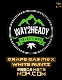 Way2heady Selections - Grape Gas #10 x White Runtz {FEM} [6pk]Way2heady Selections - Grape Gas #10 x White Runtz {FEM} [6pk]