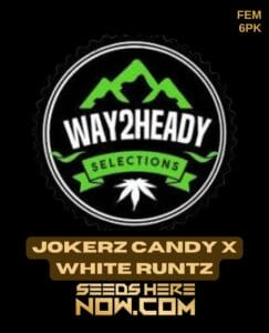 Jokerz Candy X White Runtz (feminized) - Way2heady Selections