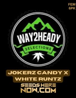 Way2heady Selections - Jokerz Candy x White Runtz {FEM} [6pk]Way2heady Selections - Jokerz Candy x White Runtz {FEM} [6pk]