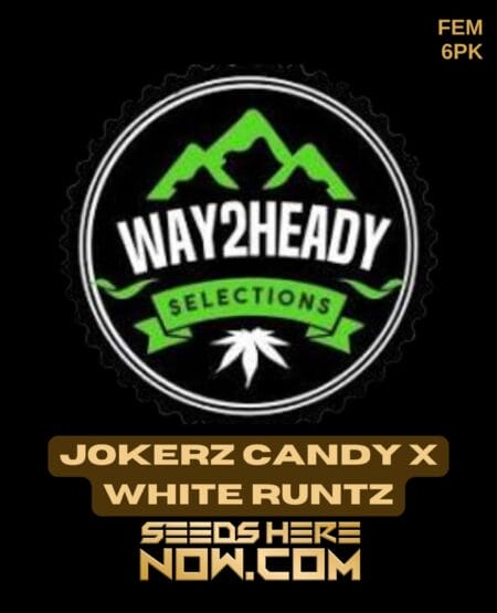 Way2heady Selections - Jokerz Candy X White Runtz {fem} [6pk]