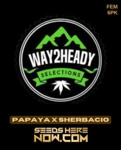 Papaya X Sherbacio (feminized) - Way2heady Selections