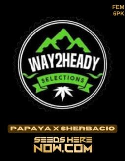 Way2heady Selections - Papaya x Sherbacio {FEM} [6pk]Way2heady Selections - Papaya x Sherbacio {FEM} [6pk]