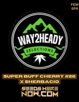 Super Buff Cherry #26 x Sherbacio (Feminized) - Way2heady SelectionsSuper Buff Cherry #26 x Sherbacio (Feminized) - Way2heady Selections