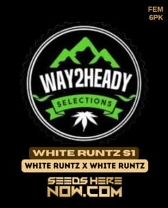 White Runtz S1 (feminized) - Way2heady Selections