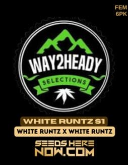 Way2heady Selections - White Runtz S1 {FEM} [6pk]Way2heady Selections - White Runtz S1 {fem} [6pk]