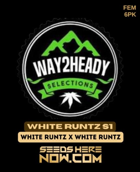 Way2heady Selections - White Runtz S1 {fem} [6pk]