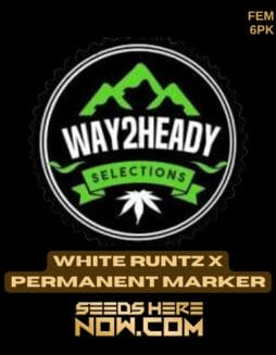 White Runtz x Permanent Marker (Feminized) - Way2heady SelectionsWhite Runtz x Permanent Marker (Feminized) - Way2heady Selections