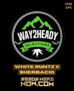 White Runtz X Sherbacio (feminized) - Way2heady Selections