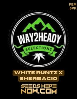 Way2heady Selections - White Runtz x Sherbacio {FEM} [6pk]Way2heady Selections - White Runtz x Sherbacio {FEM} [6pk]