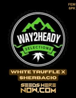 White Truffle x Sherbacio (Feminized) - Way2heady SelectionsWhite Truffle x Sherbacio (Feminized) - Way2heady Selections