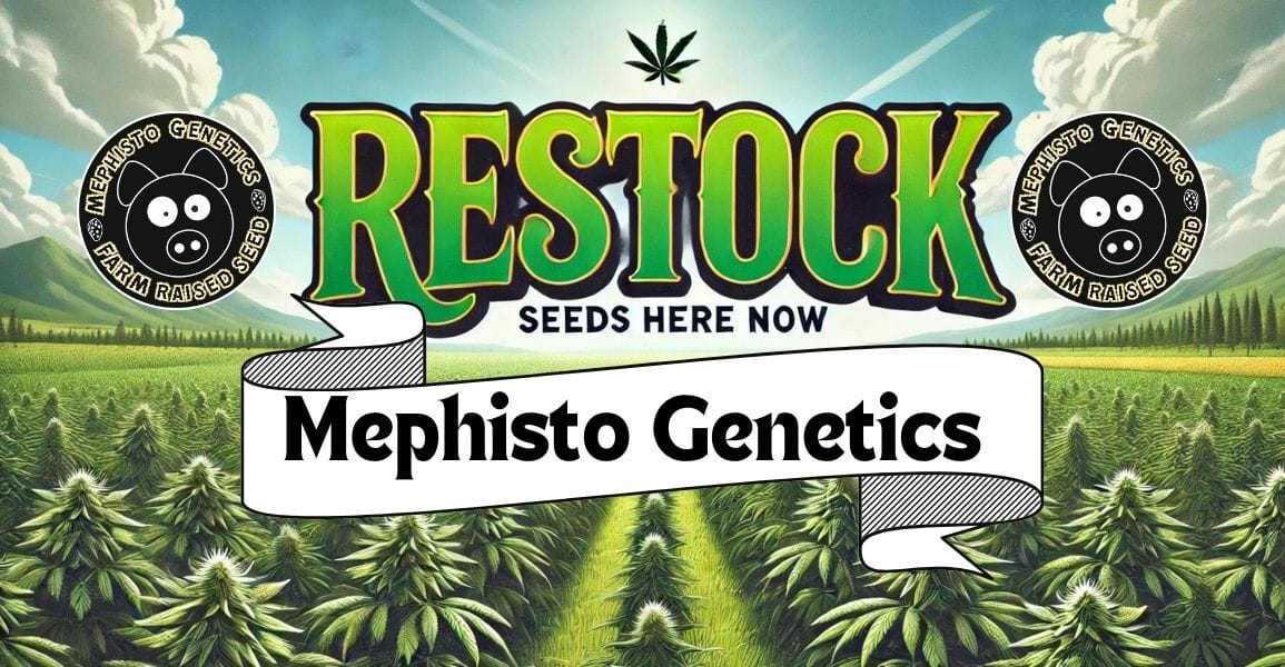 Mephisto Genetics restock