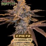 Z Pie F2 (Feminized) - Raw Genetics