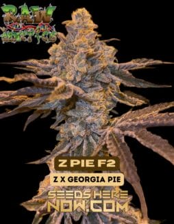 Raw Genetics - Z Pie F2 {FEM}raw - Zpie F2