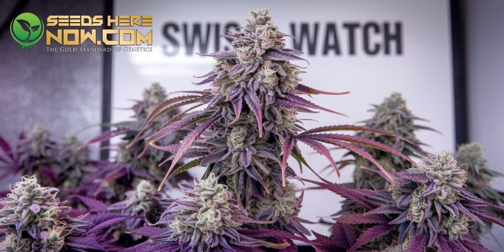 Swiss Watch (Gary Payton X Runtz): A Luxurious Strain Worth Your Time