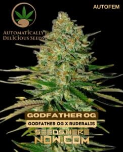 Godfather Og (autoflower) - Automatically Delicious