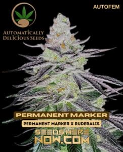 Permanent Marker (autoflower) - Automatically Delicious