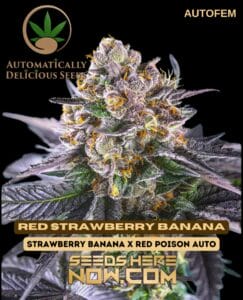 Red Strawberry Banana (Autoflower) - Automatically DeliciousRed Strawberry Banana (autoflower) - Automatically Delicious