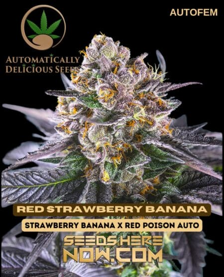 Automatically Delicious - Red Strawberry Banana Autofem