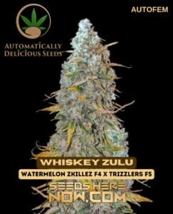 Whiskey Zulu (autoflower) - Automatically Delicious
