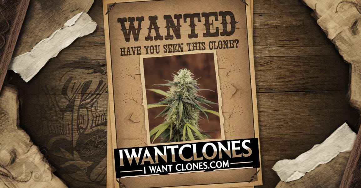 Clones for sale