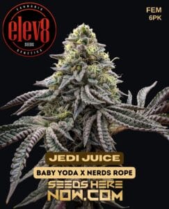Jedi Juice (feminized) - Elev8 Seeds