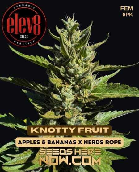 Elev8 Seeds - Knotty Fruit {fem} [6pk]