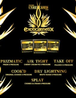 Exotic Genetix - Pressure Unreleased Box Set {FEM} [6pk]Exotic Genetix - Pressure Unreleased Box Set {FEM} [6pk] * * PRESALE * *