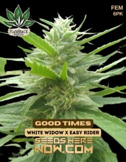 Flashback Seeds - Good Times {FEM} [6pk]Flashback Seeds - Good Times {FEM} [6pk]