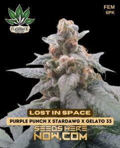 Lost in Space (feminized) - Flashback Seeds