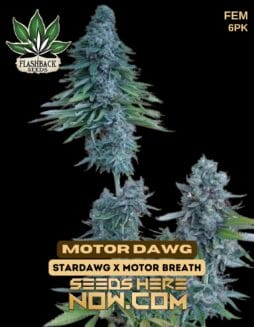 Motor Dawg (Feminized) - Flashback SeedsMotor Dawg (Feminized) - Flashback Seeds