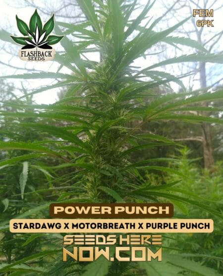 Power Punch (feminized) - Flashback Seeds