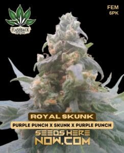 Royal skunk (feminized) - flashback seeds