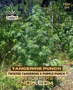 Tangerine Punch (feminized) - Flashback Seeds