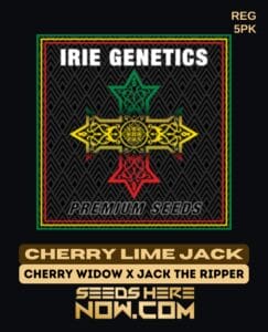 Cherry Lime Jack (regular) - Irie Genetics
